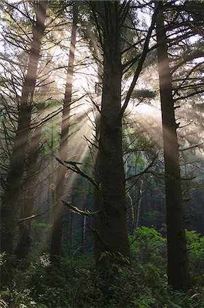 Les rayons de soleil dans la forêt tropicale près de Hoh Rainforest, Olympic National Park, Washington, Etats-Unis Photographie de stock - Premium Libres de Droits, Code: 614-06403120