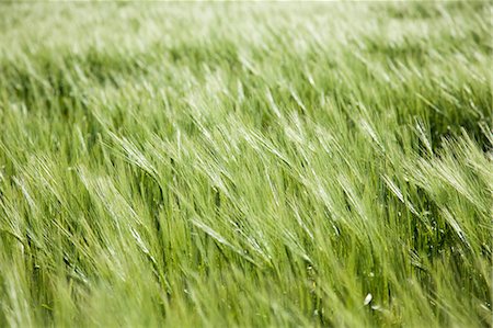 Long grass, close-up Fotografie stock - Premium Royalty-Free, Codice: 614-06442664