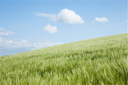 Hill with field of long grass, Padstow, Cornwall, England, UK Stock Photo - Premium Royalty-Free, Code: 614-06442665