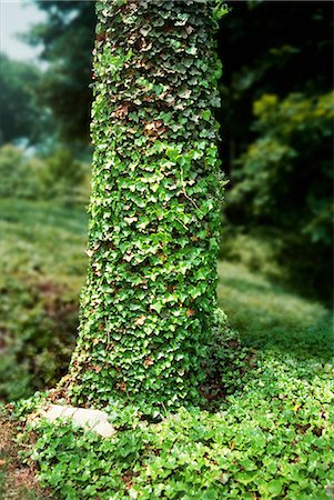 edera - Tree trunk covered in ivy leaves Fotografie stock - Premium Royalty-Free, Codice: 614-06442951