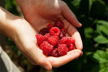 fresh fruit - Woman holding fresh raspberries Stock Photo - Premium Royalty-Free, Code: 614-06443073