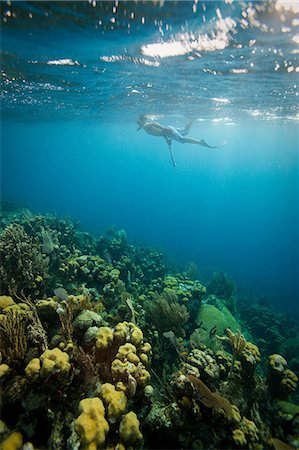 simsearch:614-06537514,k - Man snorkeling on tropical coral reef Photographie de stock - Premium Libres de Droits, Code: 614-06536714