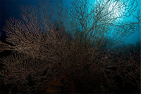 Coral reef in tropical water Photographie de stock - Premium Libres de Droits, Code: 614-06536722