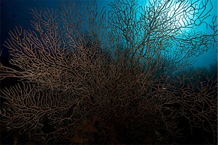 sea fan - Coral reef in tropical water Stock Photo - Premium Royalty-Free, Code: 614-06536722