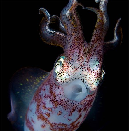 squid - Close up of squid underwater at night Foto de stock - Sin royalties Premium, Código: 614-06536753