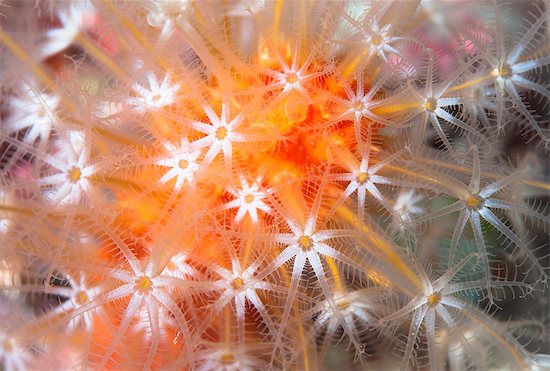 Close up of colorful underwater plant Foto de stock - Sin royalties Premium, Código de la imagen: 614-06536769