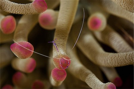 espèce aquatique - Close up of underwater animal Photographie de stock - Premium Libres de Droits, Code: 614-06536784