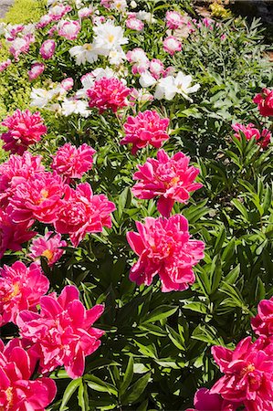 peonia - Colorful flowers growing in garden Foto de stock - Sin royalties Premium, Código: 614-06536815