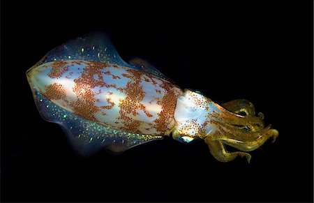 squid - Close up of squid underwater at night Photographie de stock - Premium Libres de Droits, Code: 614-06536837