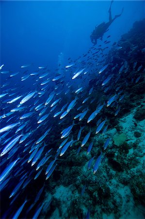 Scuba diver chasing school of fish Foto de stock - Sin royalties Premium, Código: 614-06536840