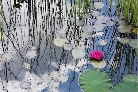 pond top view - Water lilies floating in pond Stock Photo - Premium Royalty-Free, Code: 614-06536851