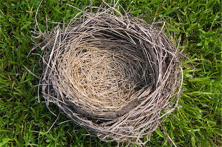 simple nature - Close up of empty nest Stock Photo - Premium Royalty-Free, Code: 614-06536897