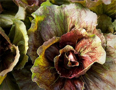 photograph of lettuce - Close up of lettuce head in garden Foto de stock - Sin royalties Premium, Código: 614-06537360