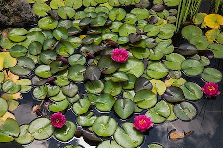 pond top view - Water lilies floating in pond Stock Photo - Premium Royalty-Free, Code: 614-06537417