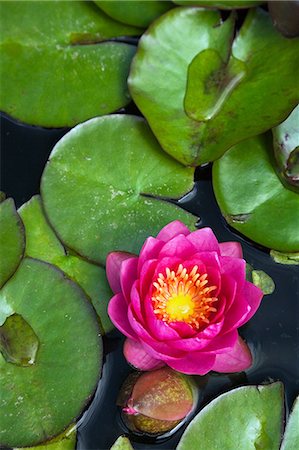 pond top view - Water lilies floating in pond Stock Photo - Premium Royalty-Free, Code: 614-06537418