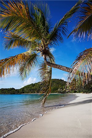 simsearch:614-06537515,k - Palm tree leaning over tropical beach Stockbilder - Premium RF Lizenzfrei, Bildnummer: 614-06537513