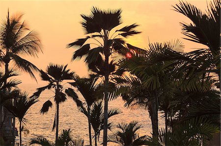 Silhouette of palm trees at sunset Foto de stock - Sin royalties Premium, Código: 614-06624435