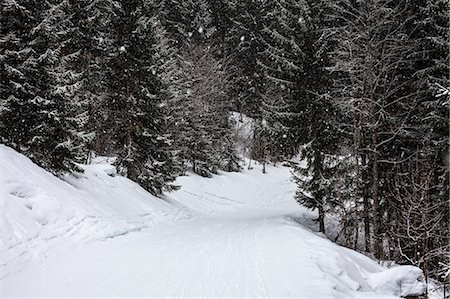 forest mountain - Trees growing in snowy landscape Stock Photo - Premium Royalty-Free, Code: 614-06624792