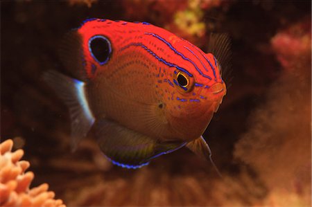 Damselfish swimming in coral reef Foto de stock - Sin royalties Premium, Código: 614-06624803