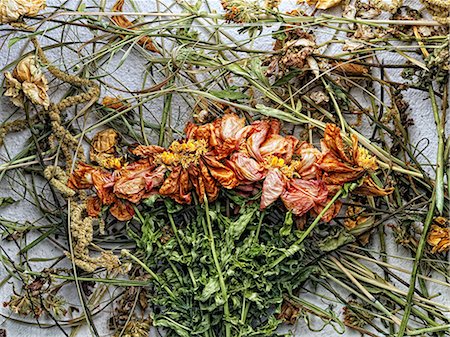 fine herb - Dried flowers and plants on paper Photographie de stock - Premium Libres de Droits, Code: 614-06624814