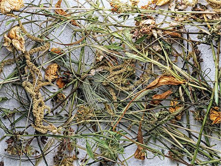 fine herb - Dried flowers and plants on paper Photographie de stock - Premium Libres de Droits, Code: 614-06624816