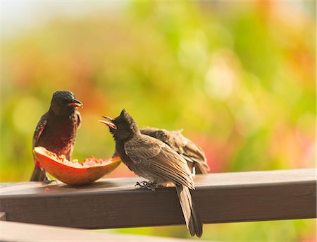 Birds eating fruit on wooden ledge Photographie de stock - Premium Libres de Droits, Code: 614-06624842