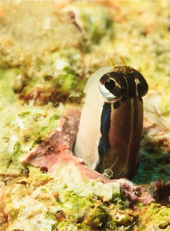 Blenny peeking out of coral reef Foto de stock - Sin royalties Premium, Código: 614-06624873