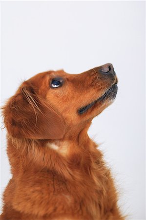 studio portrait dog - Close up of dog's curious face Stock Photo - Premium Royalty-Free, Code: 614-06624889