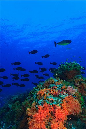 School of fish swimming by coral reef Foto de stock - Sin royalties Premium, Código: 614-06624880