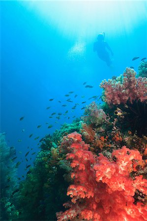 Diver swimming in coral reef Foto de stock - Sin royalties Premium, Código: 614-06624882