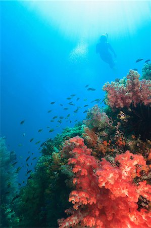 dendronephthya - Diver swimming in coral reef Stock Photo - Premium Royalty-Free, Code: 614-06624882