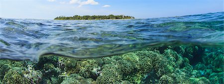 Coral reef and water surface Foto de stock - Sin royalties Premium, Código: 614-06624891