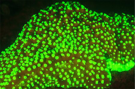 simsearch:614-06624954,k - Fluorescence on coral reef Stockbilder - Premium RF Lizenzfrei, Bildnummer: 614-06624903