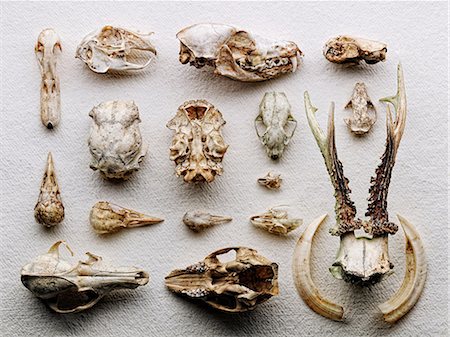 Dried boned arranged on paper Foto de stock - Sin royalties Premium, Código: 614-06624915