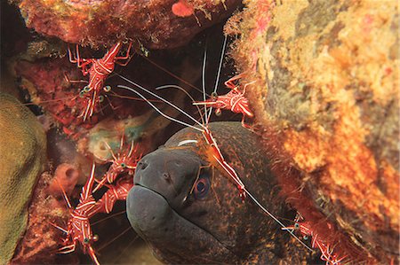 Moray eel with hingebeak shrimp Stock Photo - Premium Royalty-Free, Code: 614-06624926