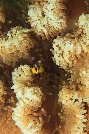 pez tropical - Anemonefish swimming in anemone Foto de stock - Sin royalties Premium, Código: 614-06624927