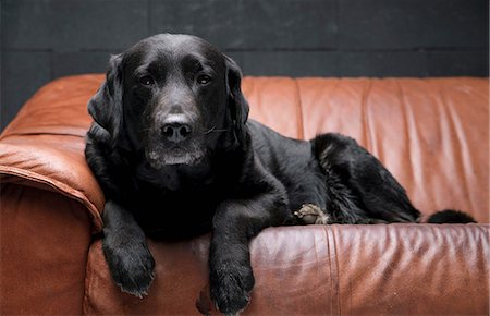 Dog sitting on leather sofa Stock Photo - Premium Royalty-Free, Code: 614-06624934