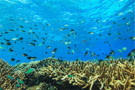 distancia (medición) - Fish swimming in coral reef Foto de stock - Sin royalties Premium, Código: 614-06624930