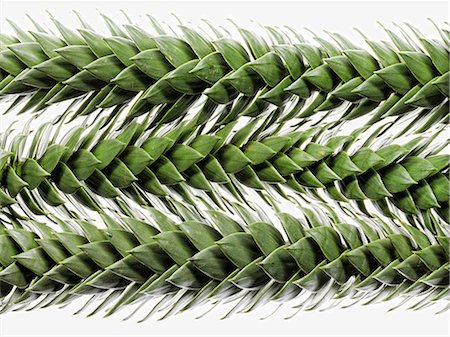 Close up of thorny plant leaves Photographie de stock - Premium Libres de Droits, Code: 614-06624933