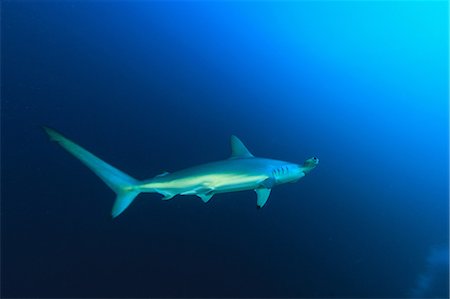 swim shark - Hammerhead shark swimming Stock Photo - Premium Royalty-Free, Code: 614-06624947