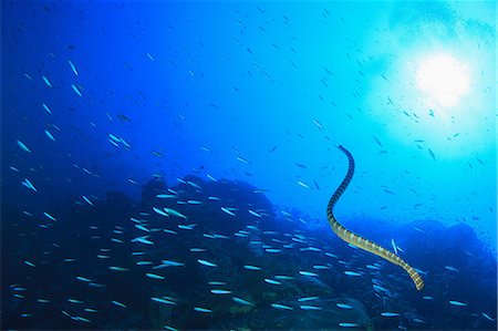 Eel swimming in school of fish Photographie de stock - Premium Libres de Droits, Code: 614-06624940