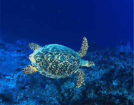 Sea turtle swimming in coral reef Photographie de stock - Premium Libres de Droits, Code: 614-06624943