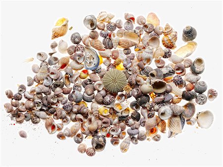 Pile of seashells Photographie de stock - Premium Libres de Droits, Code: 614-06624950