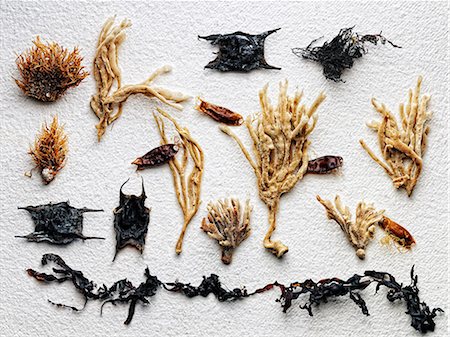 Dried plants arranged on paper Stock Photo - Premium Royalty-Free, Code: 614-06624969