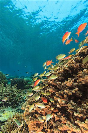 récif - Fish swimming in coral reef Photographie de stock - Premium Libres de Droits, Code: 614-06624960