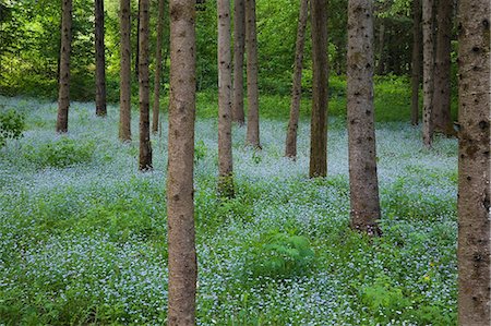 simsearch:614-06311730,k - Trees growing in field of flowers Foto de stock - Royalty Free Premium, Número: 614-06625106