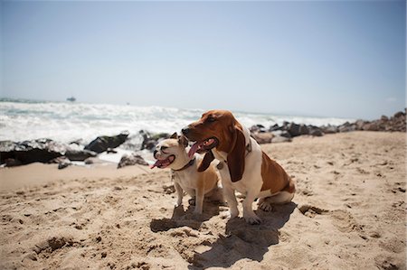 dog on vacation - Dogs panting together on beach Stock Photo - Premium Royalty-Free, Code: 614-06625258