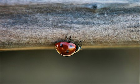 Close up of ladybug on log Photographie de stock - Premium Libres de Droits, Code: 614-06625349