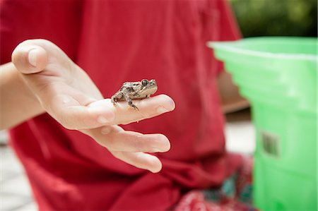Close up of small frog on boy's finger Stock Photo - Premium Royalty-Free, Code: 614-06625390