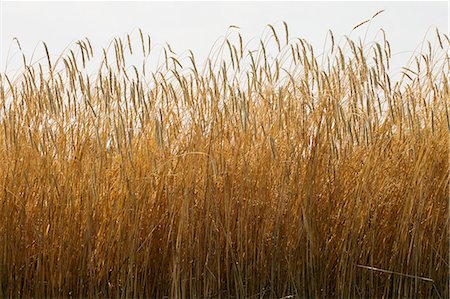 Field of tall wheat Stock Photo - Premium Royalty-Free, Code: 614-06625413